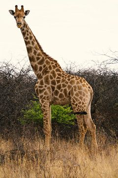 Large African Giraffe in Namibia, Africa by Patrick Groß