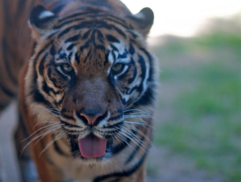 Fuengirola by Fred Repko