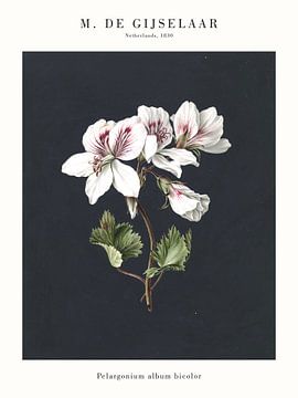 M. de Gijselaar - Pelargonium album bicolor van Old Masters