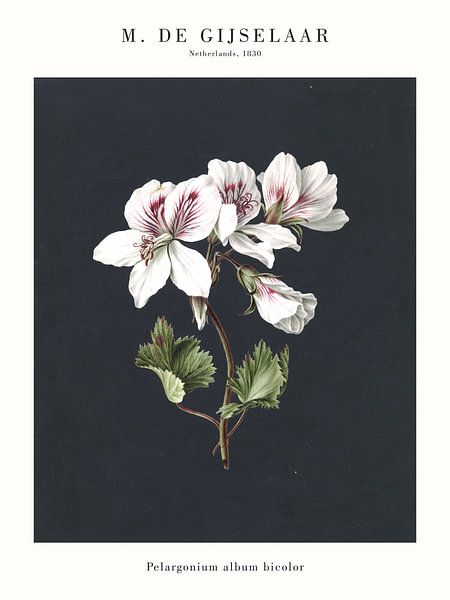 M. de Gijselaar - Pelargonium album bicolor par Old Masters