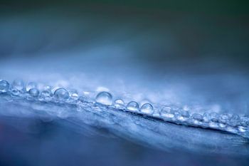 Gouttes d'eau sur une plume en couleurs bleues