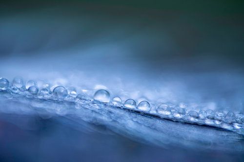 Wassertropfen auf Feder in blauen Farben