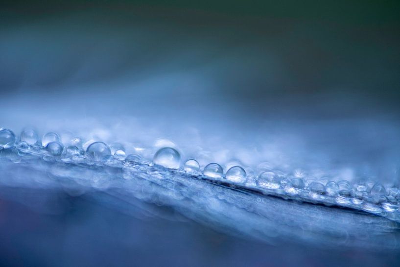 Waterdruppels op veertje in blauwe kleuren van Nanda Bussers