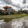 Rijstvelden bij Ubud op Bali - Indonesie van Dries van Assen
