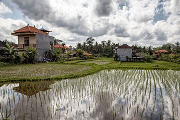 Reisfeldern Ubud - Bali - Indonesia von Dries van Assen