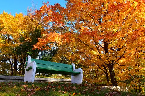Een bankje onder de bomen in de herfst