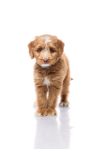 Fotografie hond/puppy wit met spiegelbeeld