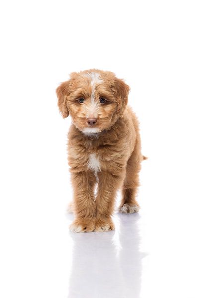 Fotografie Hund/Welpe weiß mit Spiegelbild von Ellen Van Loon