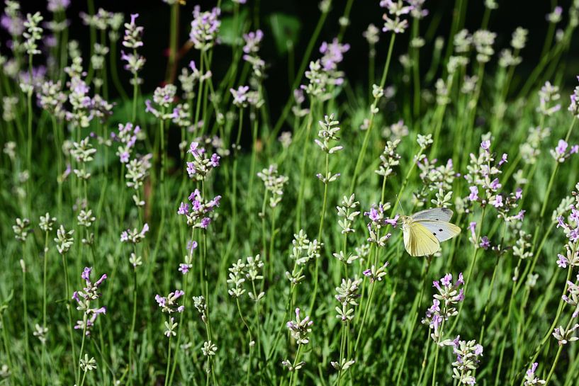 a yellow butterfly between lavender flowers by Ulrike Leone