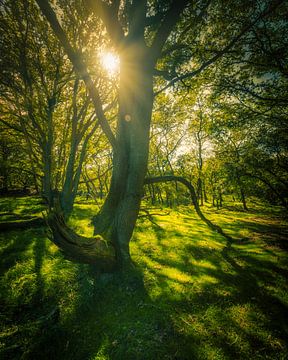 Autumn rays through the trees by Remco Piet