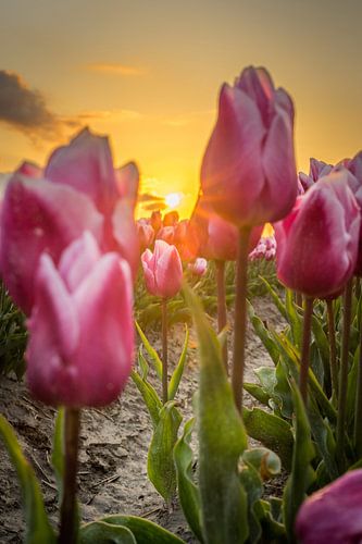Tulpen in de ochtendgloed