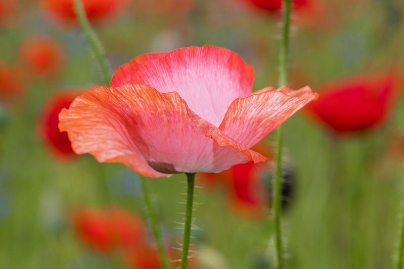 Strahlend schöner Mohn von Ivonne Fuhren- van de Kerkhof