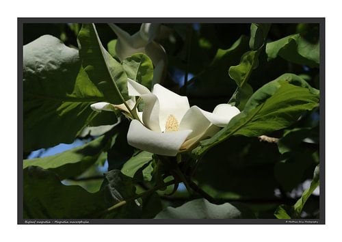Grootbladige magnolia - DIN A2