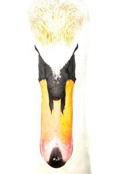 Knobbelzwaan by Douwe Schut