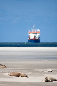 Zandbank met zeehonden op het wad van Dennis Wierenga