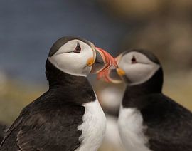 papegaaiduikers by anja voorn