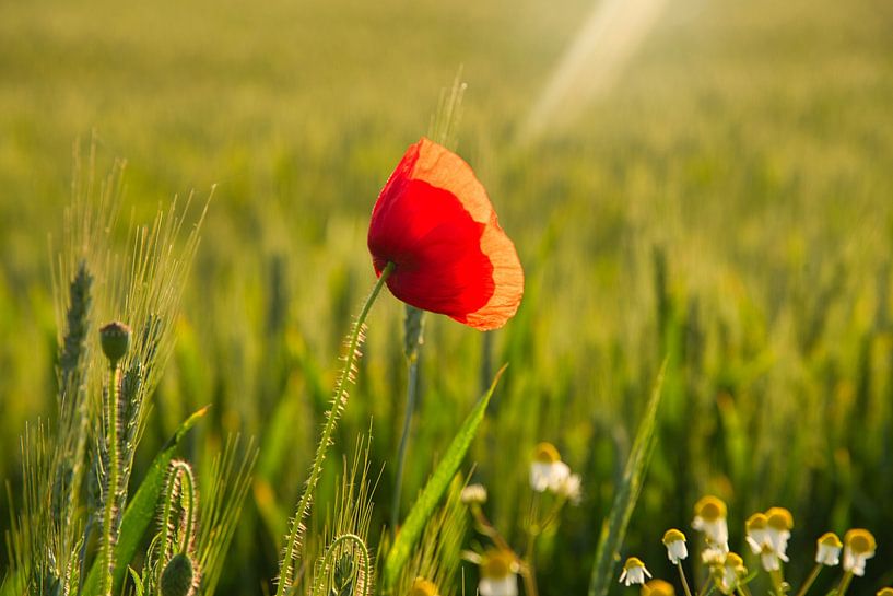 Summer in the field by Tanja Voigt