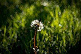 dandelion with cap by Jeannette Fotografie
