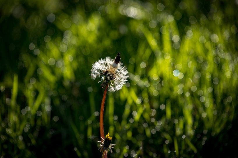 paardebloem met petje van Jeannette Fotografie