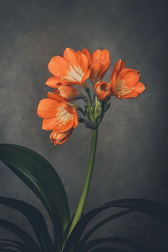 Clivia von Dorothea van der Staaij