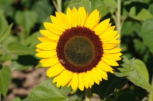 Sonnenblumen,  (Helianthus annuus), Bremen, Deutschland, Europa