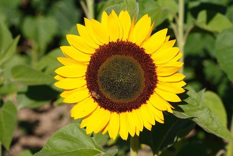 Sunflowers, (Helianthus annuus), Bremen, Germany, Europe by Torsten Krüger
