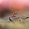 Red wood ant in disco for the first time by Birgitte Bergman