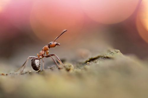 Rode bosmier voor de eerste keer in de discotheek