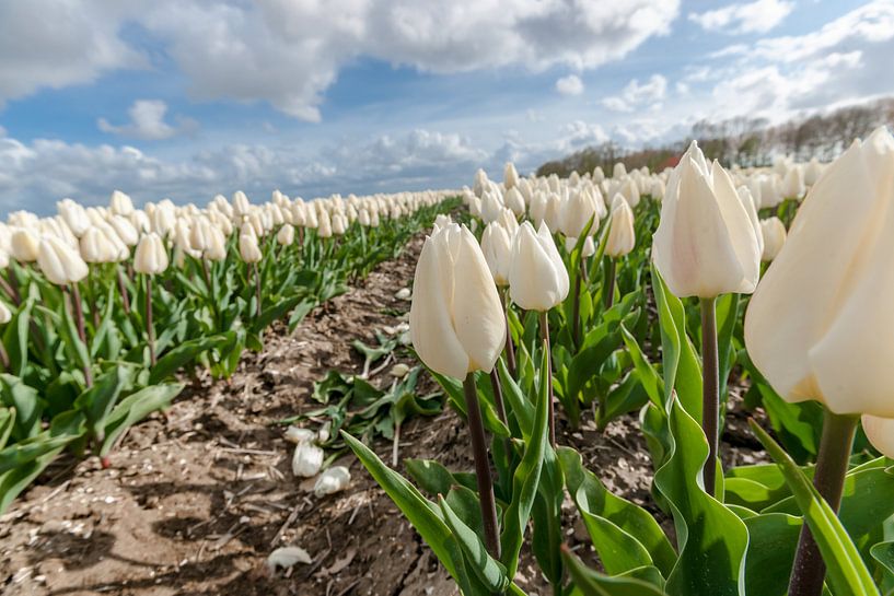 Weiße Tulpen im Zwiebelfeld von Fotografiecor .nl