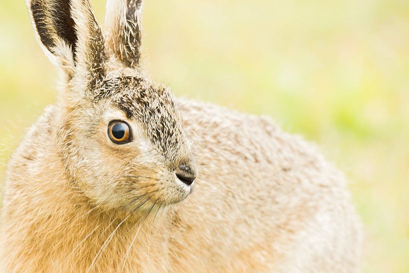 Close-up of a hare by Danny Slijfer Natuurfotografie