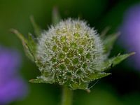 Bloem met dauwdruppels uitgebloeid stilleven macro