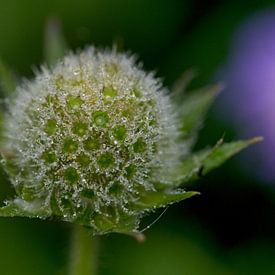 Bloem met dauwdruppels uitgebloeid stilleven macro van AudFocus - Audrey van der Hoorn