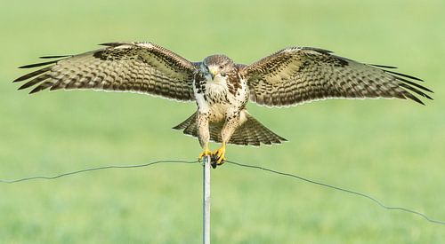Balancerende buizerd