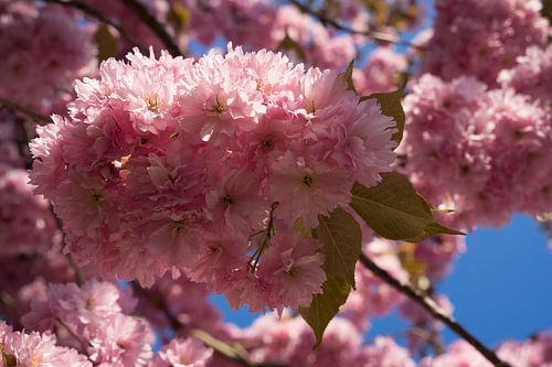 Pink flowers of ornamental cherry in sunlight 1