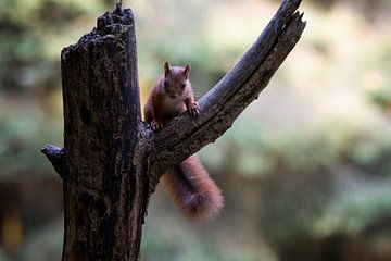 écureuil curieux sur Wendy Hilven