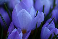 Spring flower.