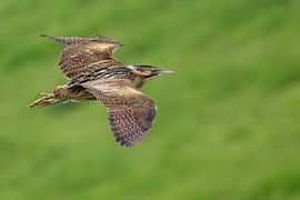 Bittern in flight by Jan Jongejan