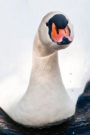 Zwaan  by Michel Groen
