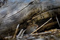 Red vole from under a fallen tree trunk