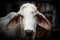 Porträt einer weißen Brahmanenkuh