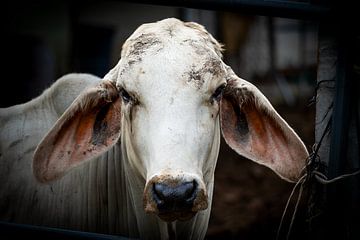Portret van een Witte Brahman Koe van Franklin Driessen