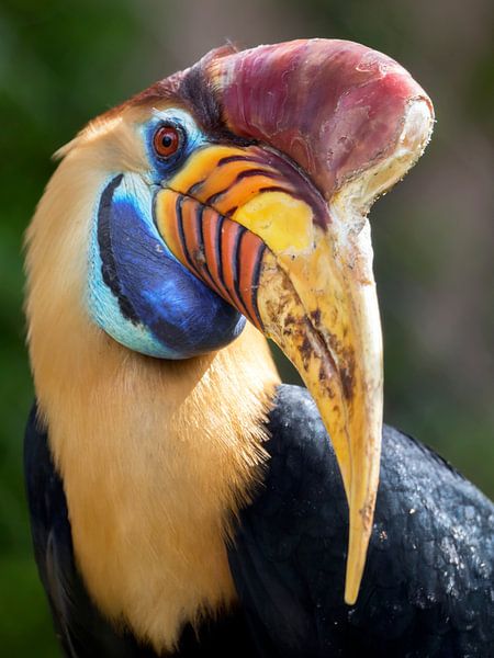 Knobbed Hornbill by Edwin Butter
