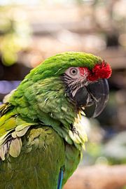 Jan de soldatenara von Avonturia der Vogelkeller von Shot By DiVa