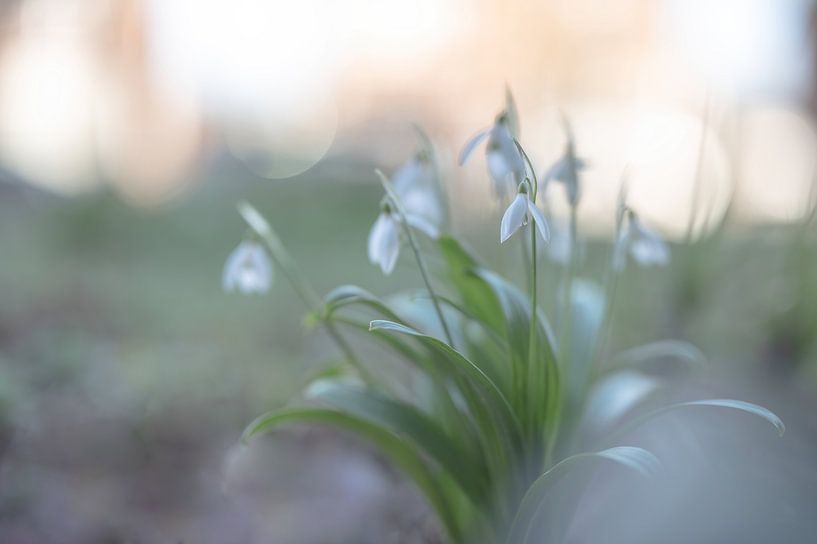 bloemen part 250 van Tania Perneel