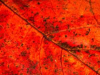 Color of autumn