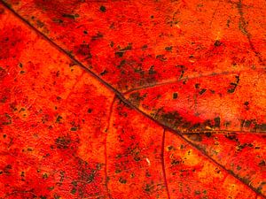 Color of autumn van Dietjee FoTo