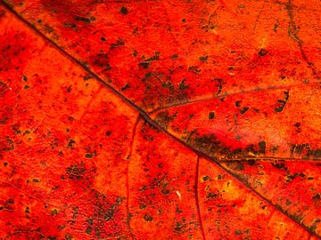 Color of autumn von Dietjee FoTo