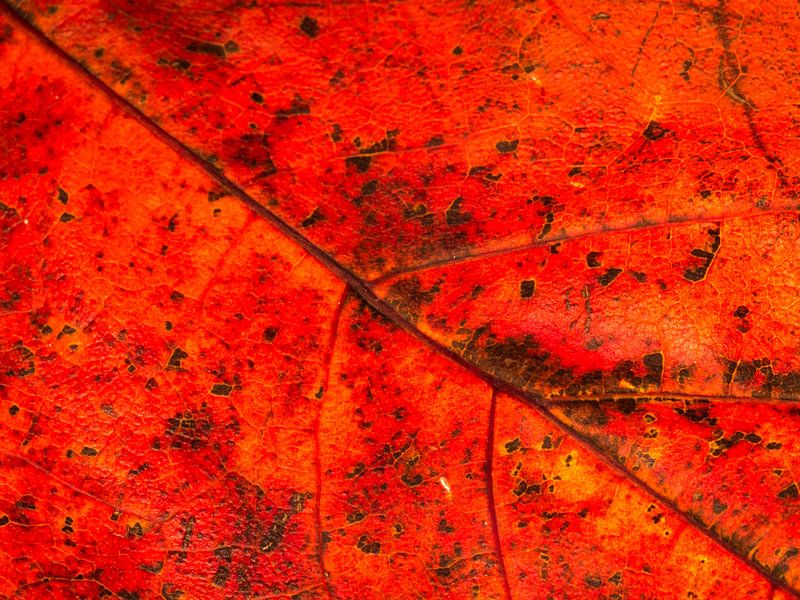 Color of autumn van Dietjee FoTo
