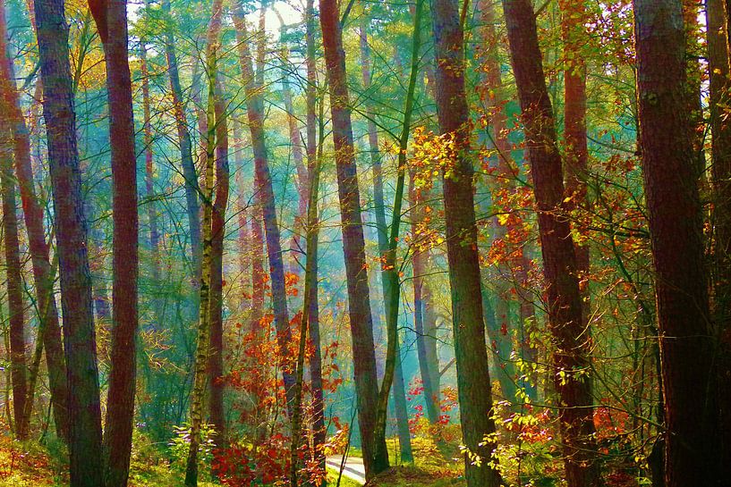 Forêt colorée. par Lex Boon