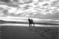 horse and sulky at the beach van eric van der eijk thumbnail